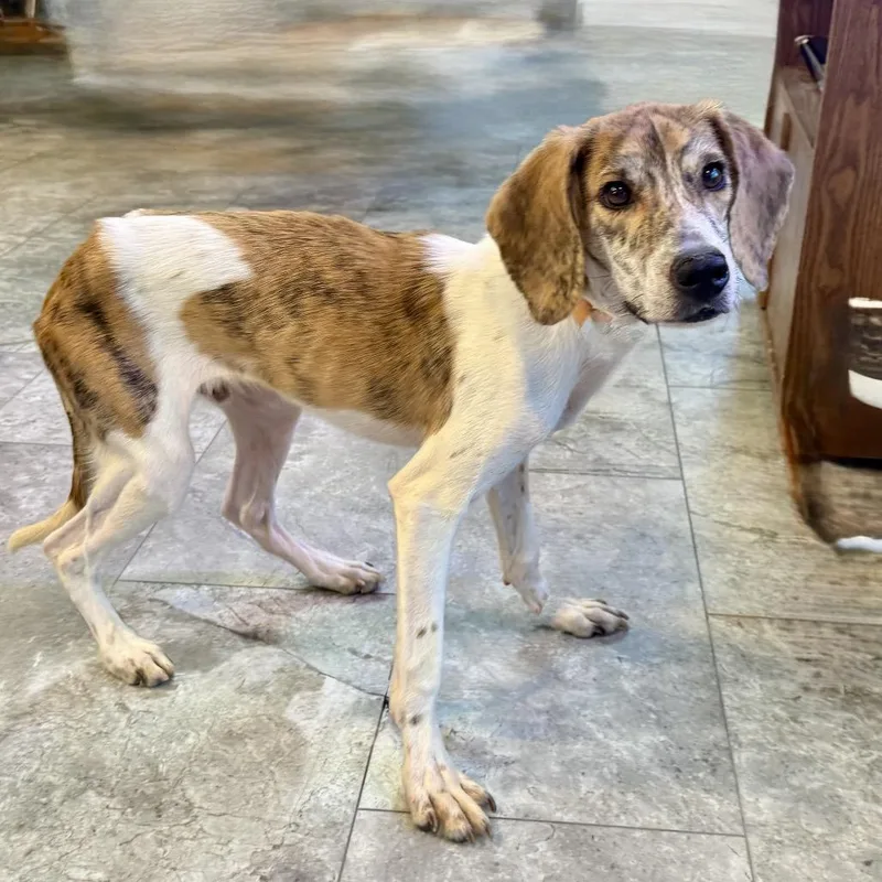 Rufus Fc thumbnail 6