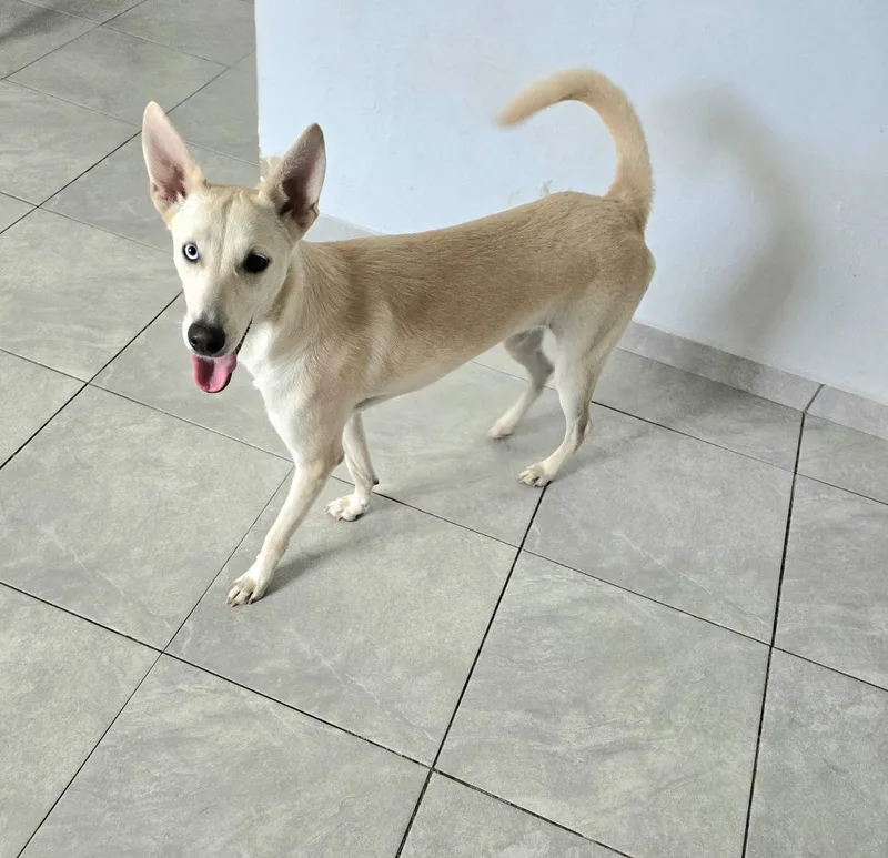 An adult medium-sized female Shepherd dog named Nube for adoption in Albion, NY
