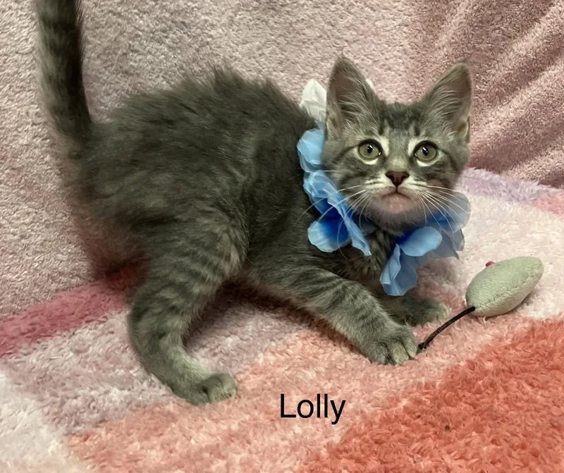 Lolly thumbnail 2