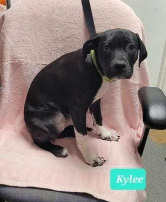 An adult medium-sized female Labrador Retriever dog named Kylee for adoption in Richmond, IN