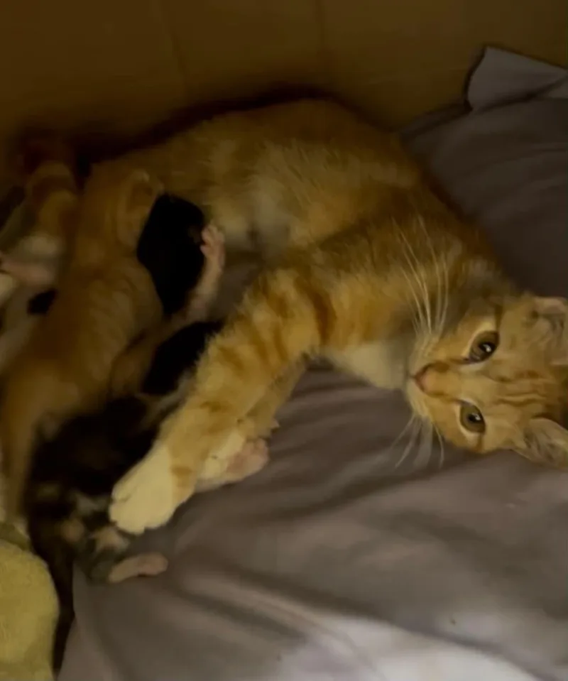 A young medium-sized female Tabby (Orange / Red) Domestic Short Hair cat named Bambi for adoption in Tehachapi, CA