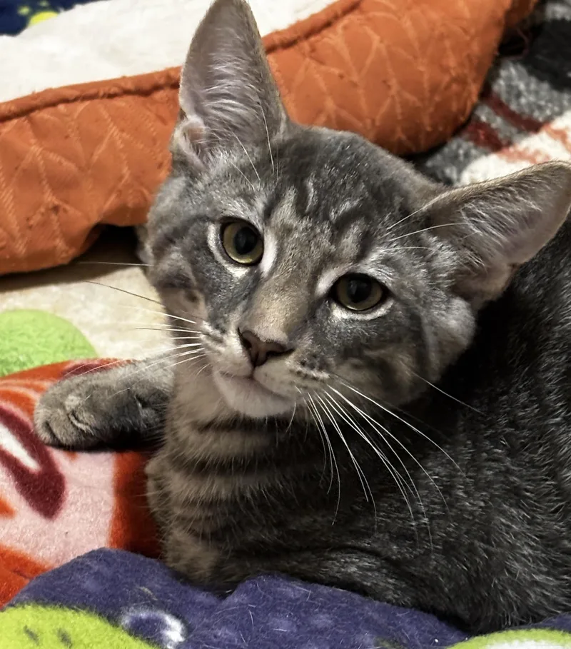 A baby medium-sized male Tabby (Gray / Blue / Silver) Domestic Short Hair cat named Gio for adoption in Rochester, NY