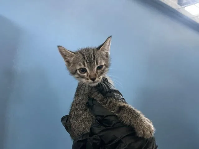 A baby small-sized female Domestic Short Hair cat named Shiloh for adoption in San Bernardino, CA