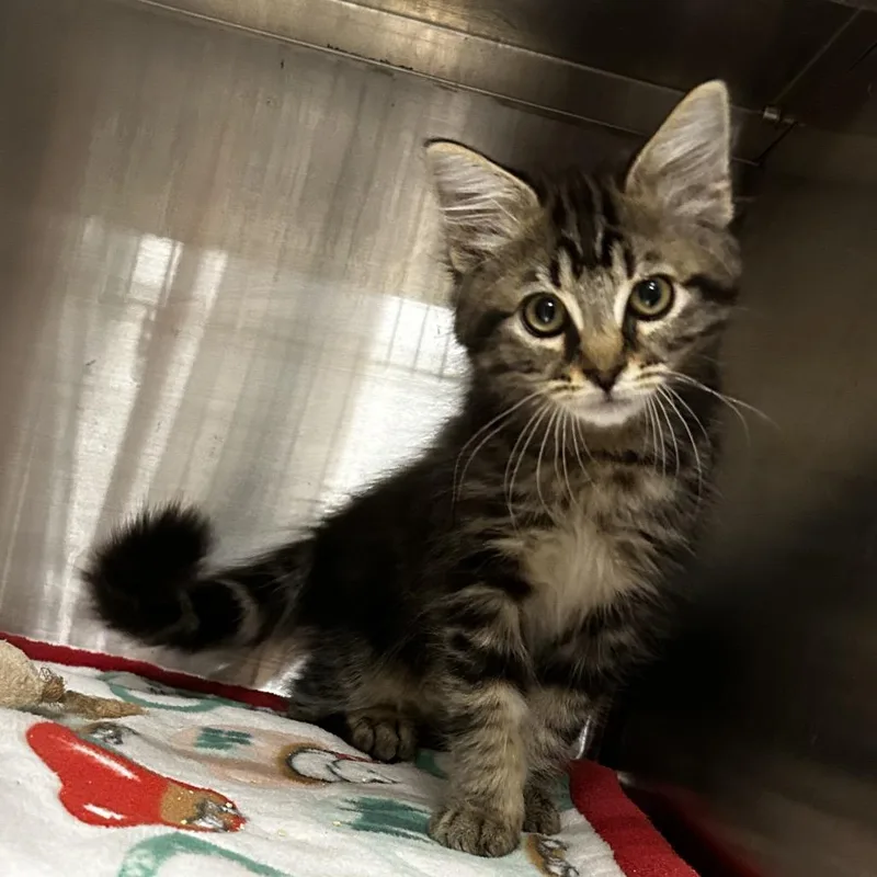 A baby small-sized female Gray / Blue / Silver Domestic Short Hair cat named Zia for adoption in Upland, CA