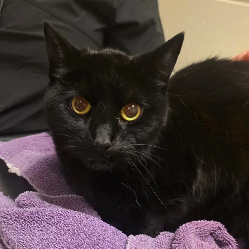 An adult medium-sized female Black Domestic Short Hair cat named Piper for adoption in Bristol, IN