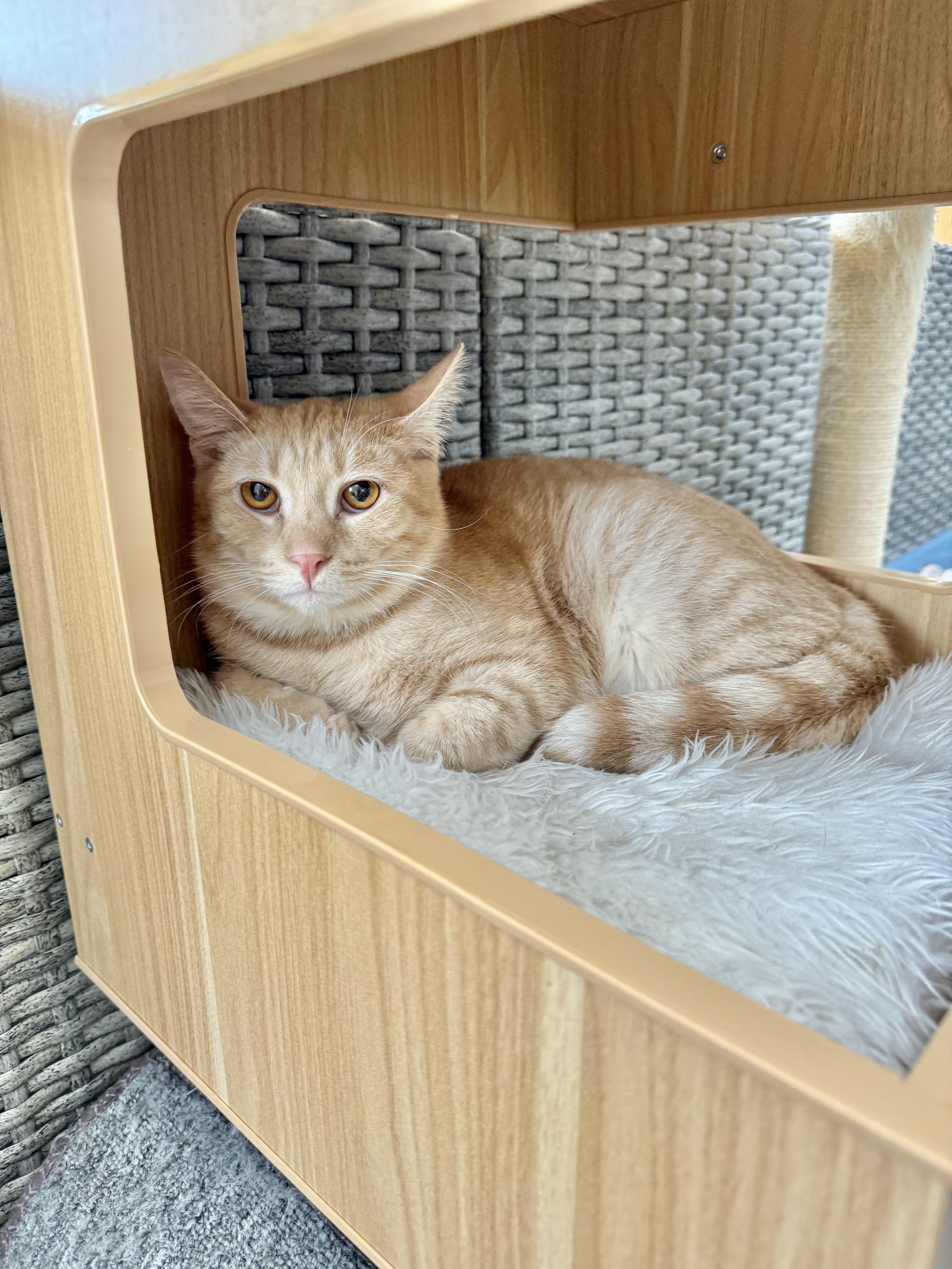 A young large-sized male Orange & White Tabby cat named Abner for adoption in Tavares, FL