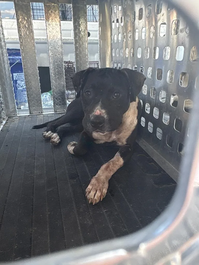 A young medium-sized female Mixed Breed dog named Nora for adoption in Effingham, SC