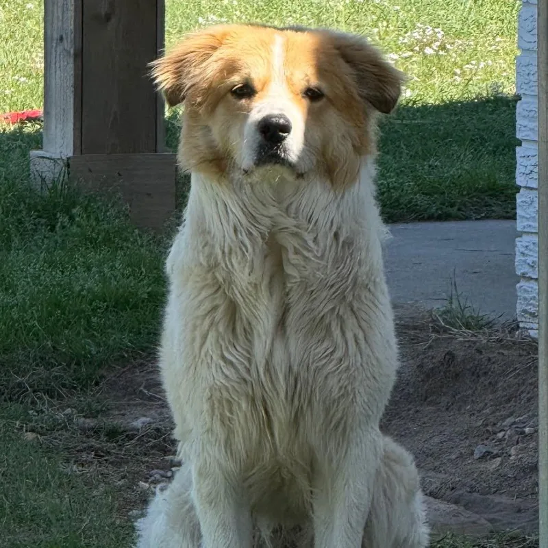 Scout
