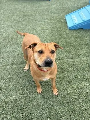 A baby large-sized male Rhodesian Ridgeback dog named Iceman for adoption in Fort Worth, TX