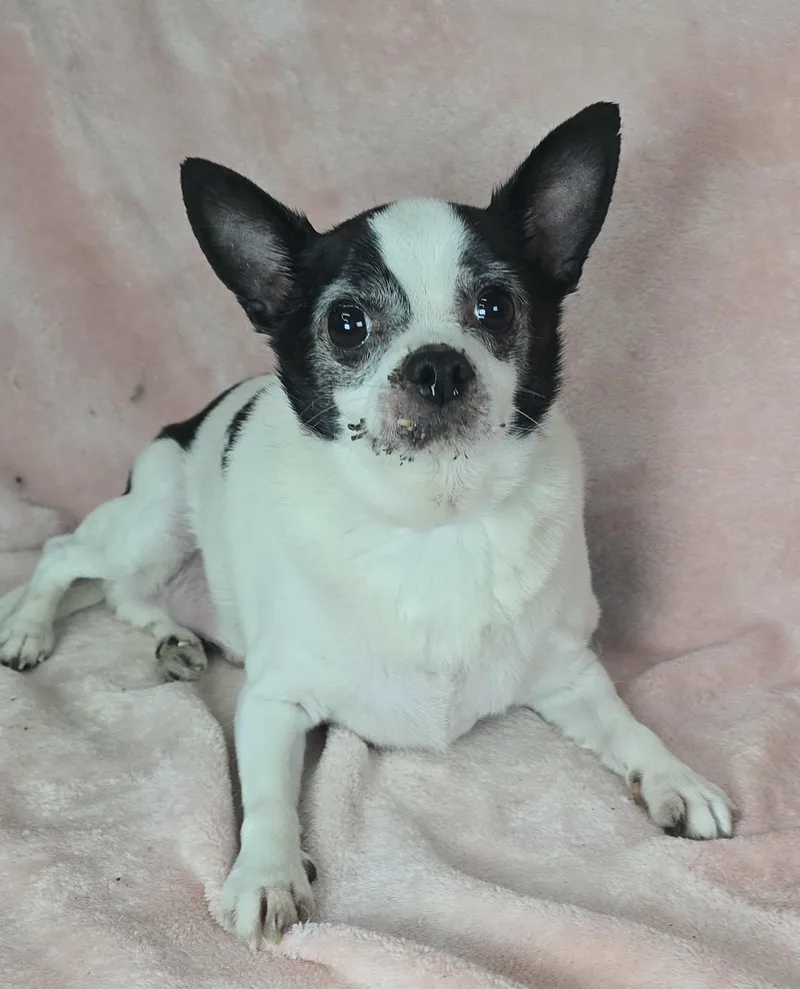 A senior small-sized male Chihuahua dog named Houston for adoption in New York, NY