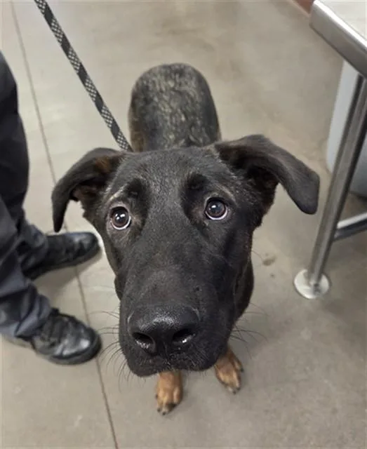 A young large-sized male German Shepherd Dog dog named Lover for adoption in Phoenix, AZ