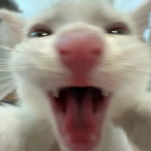 A baby medium-sized male White Domestic Short Hair cat named William for adoption in Kentwood, MI