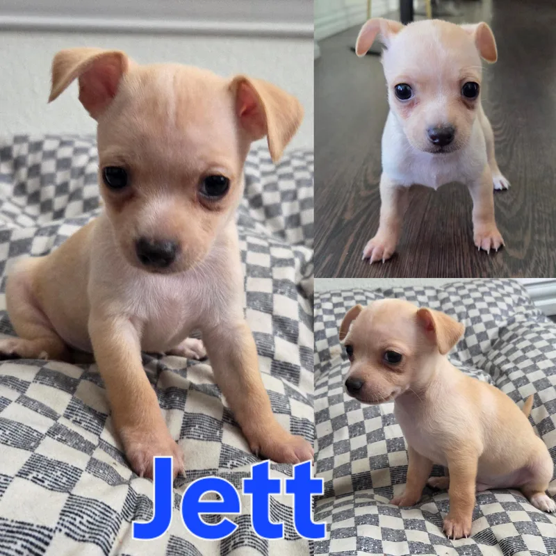 Jett