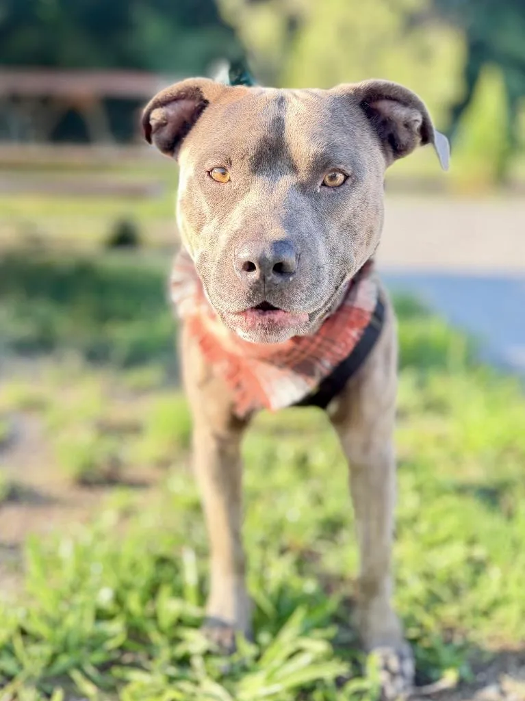 A young medium-sized male Mixed Breed dog named Clay for adoption in Muskegon, MI