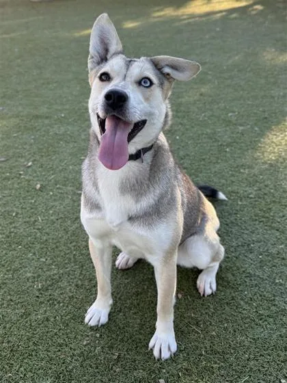 Rockin Robbin thumbnail 2