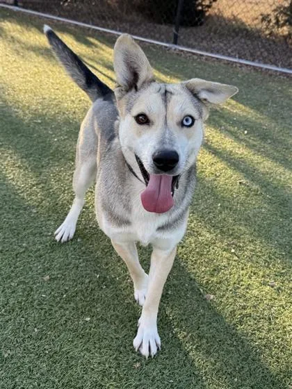 Rockin Robbin thumbnail 3