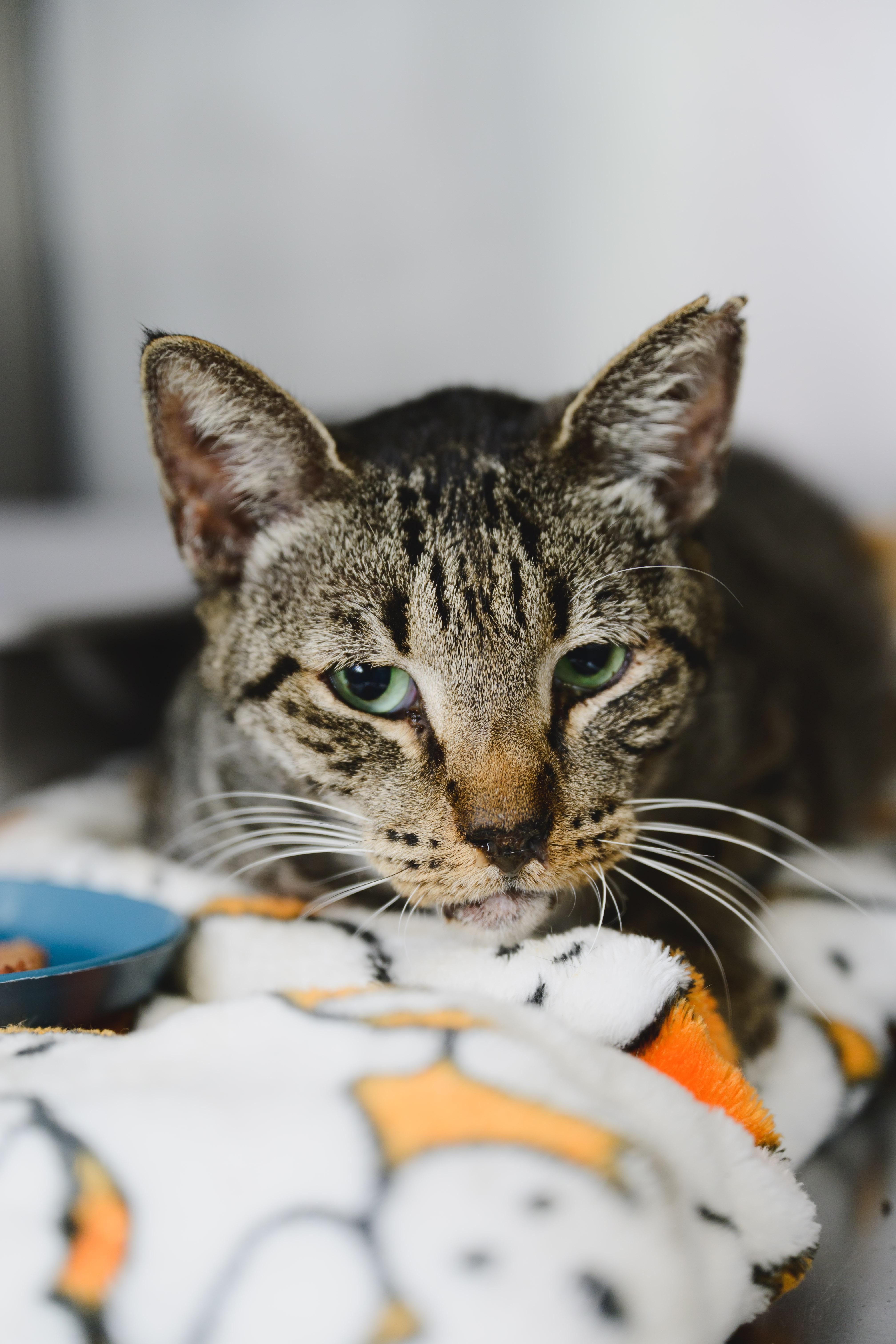 Rollie Pollie thumbnail 4