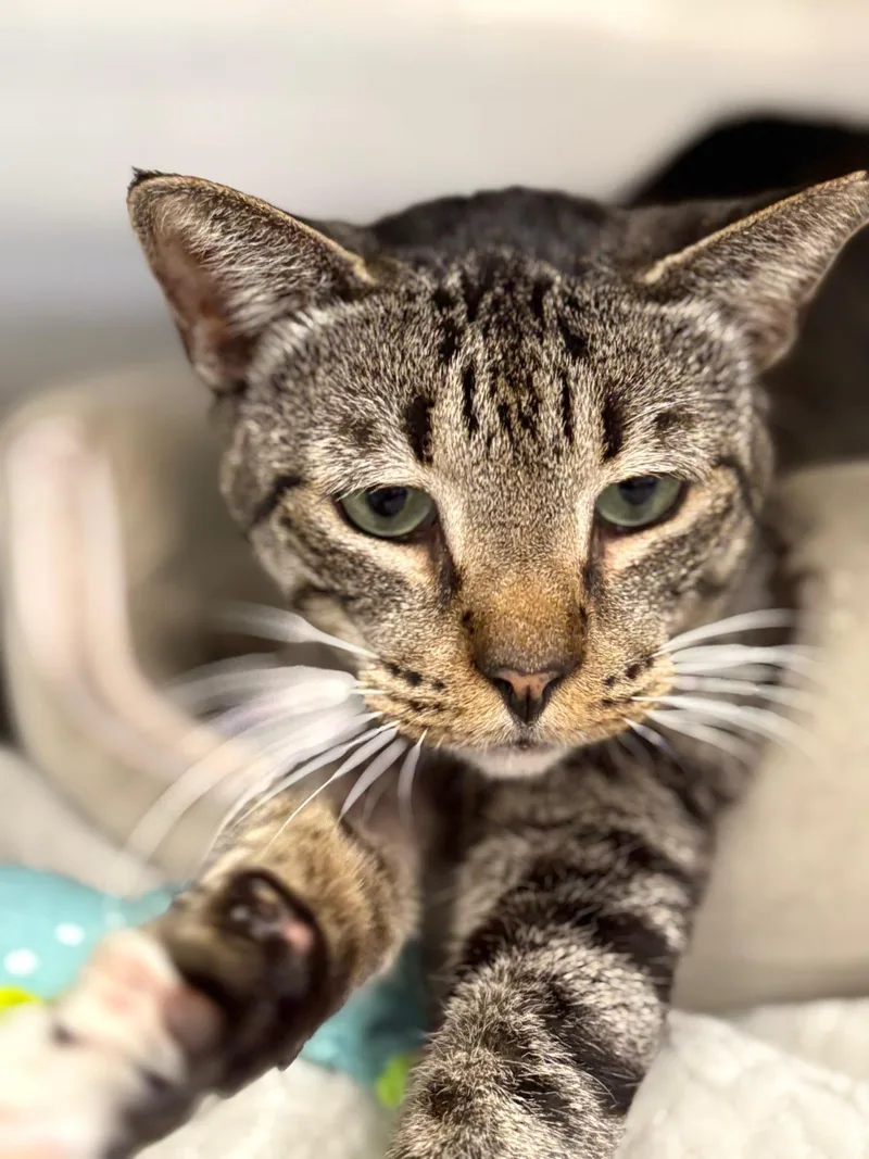 Rollie Pollie thumbnail 6