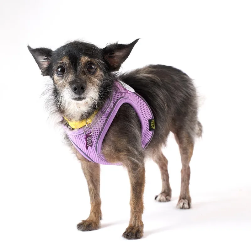 A senior small-sized female Black Terrier dog named Pilar Nino for adoption in San Francisco, CA