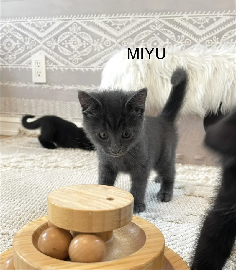 A baby small-sized female Domestic Short Hair cat named Miyu for adoption in Staten Island, NY