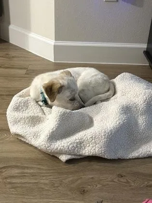 A young medium-sized male Retriever dog named Elias for adoption in Fort Worth, TX