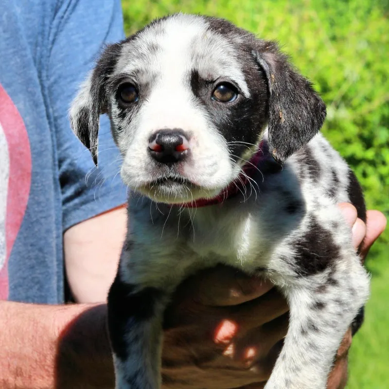 A baby medium-sized female Black Border Collie dog named Ct Trix Avail Jun for adoption in Stormville, NY