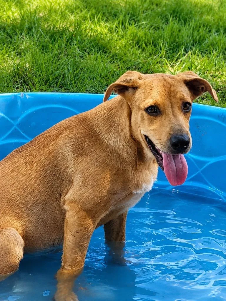 A baby extra large-sized female Labrador Retriever dog named Chestnut for adoption in North Syracuse, NY