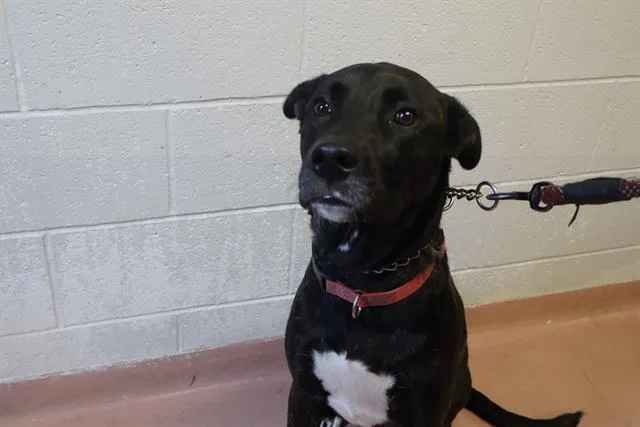 A young large-sized female Mixed Breed dog named Sallie for adoption in Columbia, SC