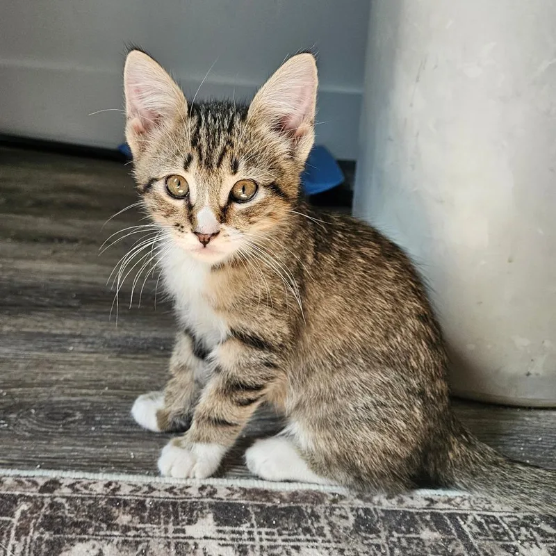 A baby small-sized male Brown / Chocolate Domestic Short Hair cat named Ron Swanson for adoption in Eagle Mountain, UT