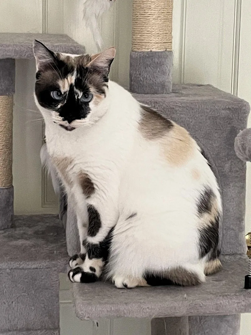 An adult medium-sized female Siamese cat named Philomena for adoption in San Jose, CA