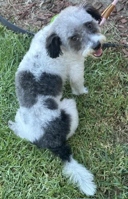 A young small-sized male White / Cream Schnoodle dog named Andy for adoption in Bell Gardens, CA