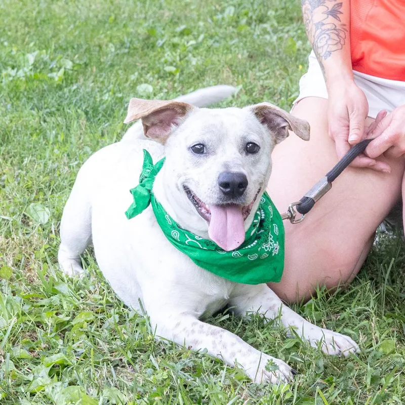A young medium-sized male White / Cream Beagle dog named BuddhaAvail for adoption in West Grove, PA