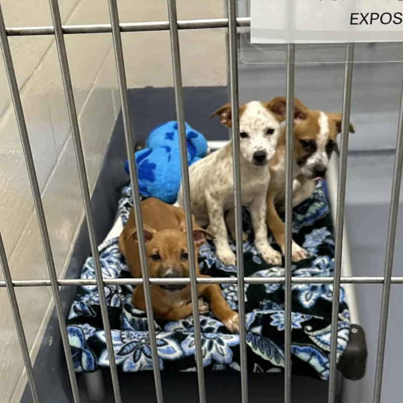 A baby small-sized male White / Cream Pit Bull Terrier dog named Simon Ecas for adoption in Pleasanton, CA