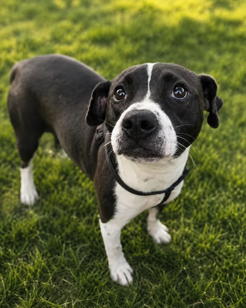A young medium-sized female Beagle dog named Pixie for adoption in North Syracuse, NY