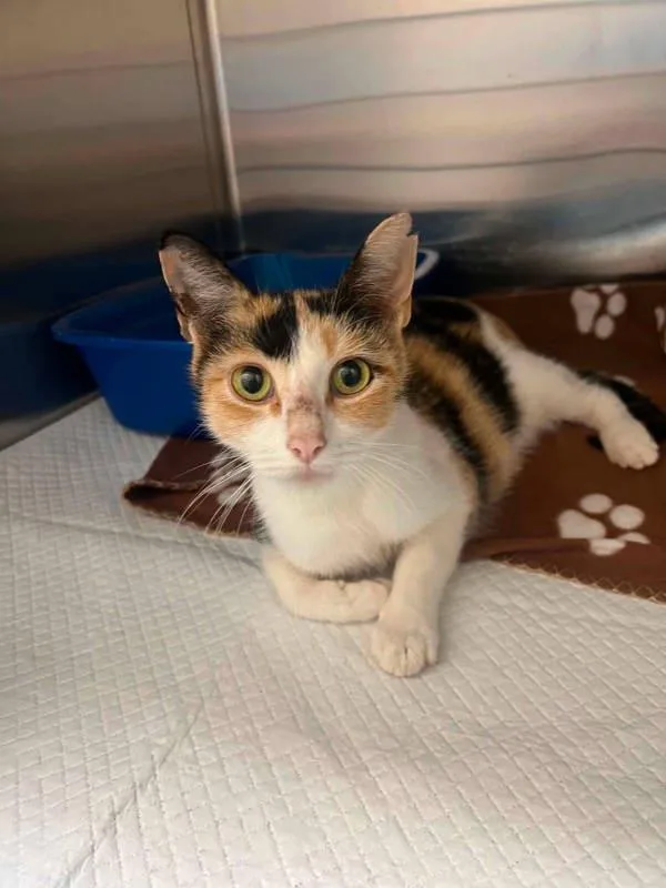 An adult small-sized female Domestic Short Hair cat named Amulet for adoption in Morristown, TN