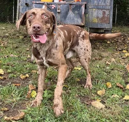 A young large-sized male Mixed Breed dog named Leroy for adoption in New Albany, IN