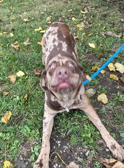 Leroy thumbnail 2
