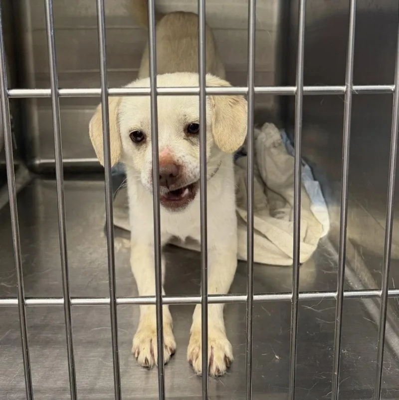 A young medium-sized male Terrier dog named Porkchop Pickles for adoption in Saunderstown, RI