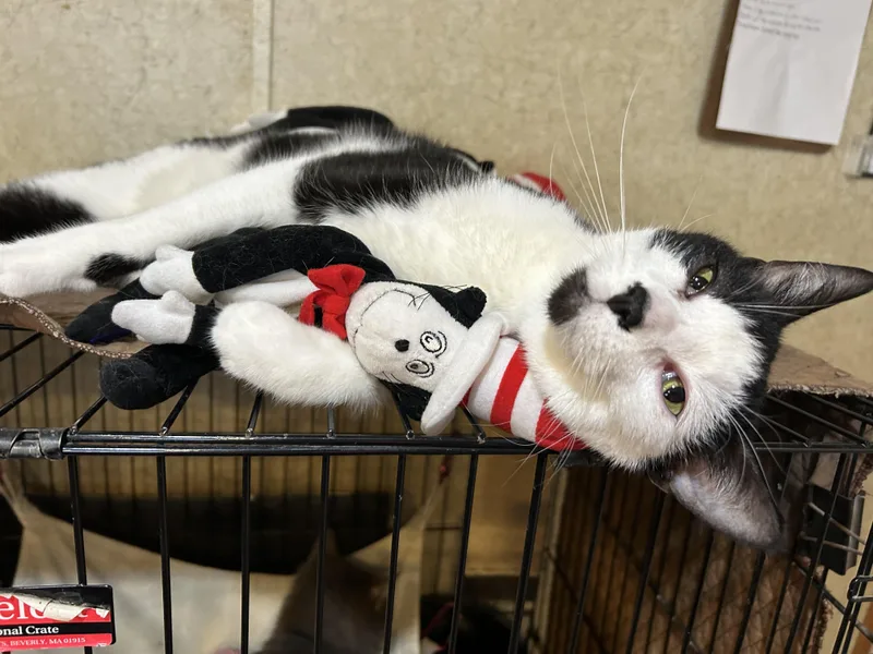 An adult medium-sized male Black & White / Tuxedo Domestic Short Hair cat named Da Cat in the for adoption in La Salle, IL