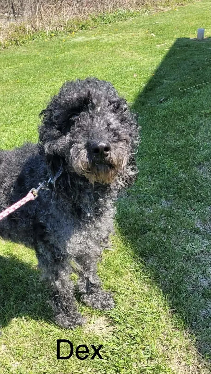 A young large-sized male Black Labradoodle dog named Dex for adoption in St. Clairsville, OH