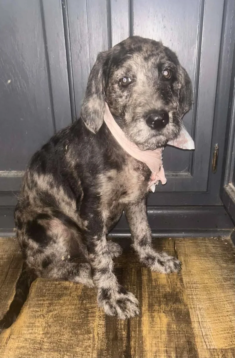 A baby medium-sized male Mixed Breed dog named Jasper for adoption in Northwood, NH