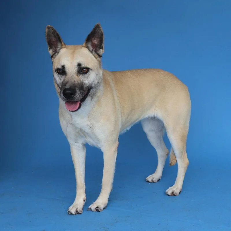 An adult medium-sized female Shepherd dog named Dora for adoption in Pasadena, CA