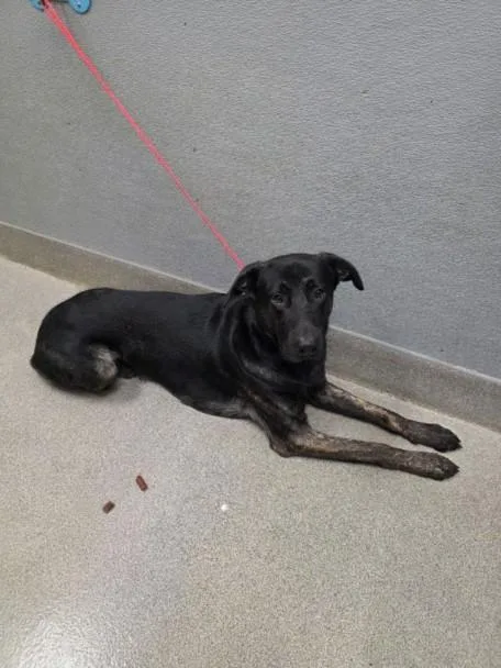 A young large-sized male Dutch Shepherd dog named Draco for adoption in Las Vegas, NV