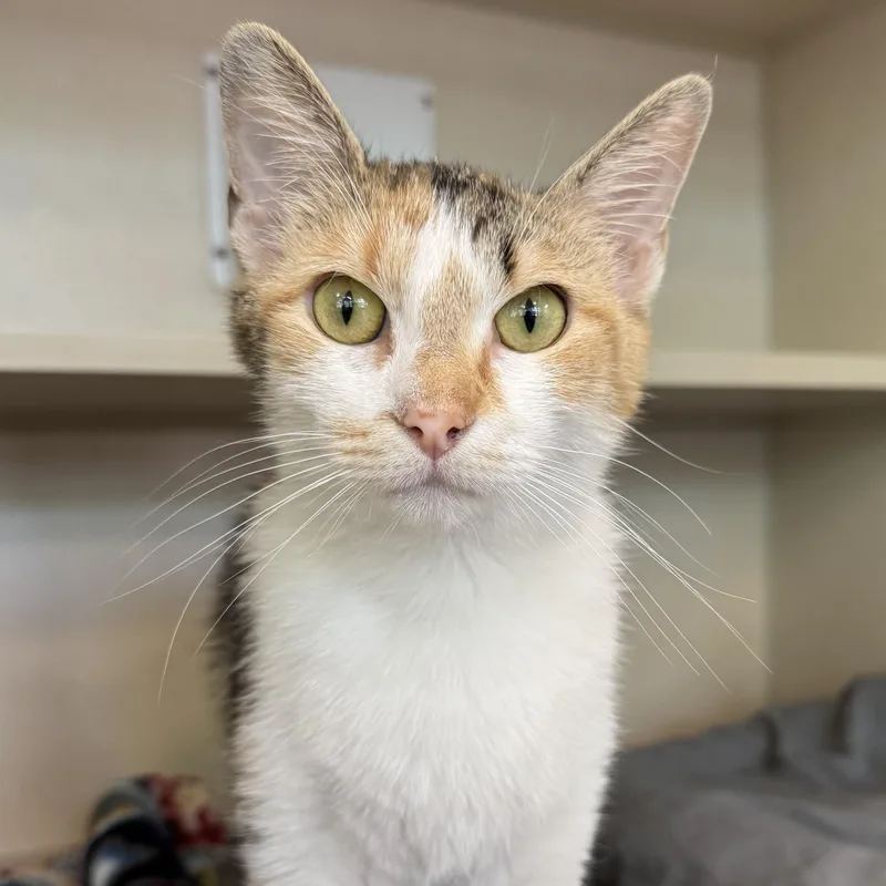 A young medium-sized female Calico Domestic Short Hair cat named Puddin' Pop for adoption in Eatontown, NJ