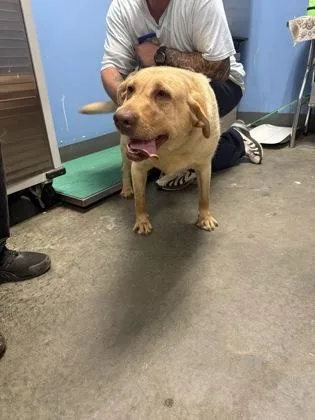 An adult large-sized female Labrador Retriever dog named Pasiley for adoption in Seneca, SC