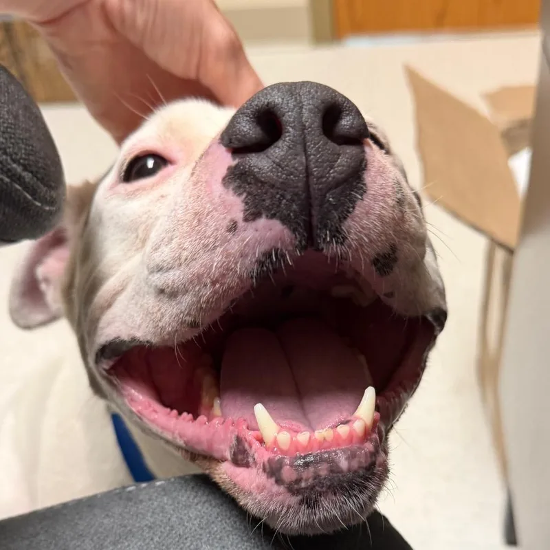 An adult medium-sized female White / Cream Mixed Breed dog named Germanton for adoption in Winston-Salem, NC