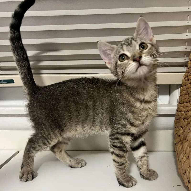 A baby small-sized female Brown / Chocolate Domestic Short Hair cat named Della for adoption in Rochester, MN