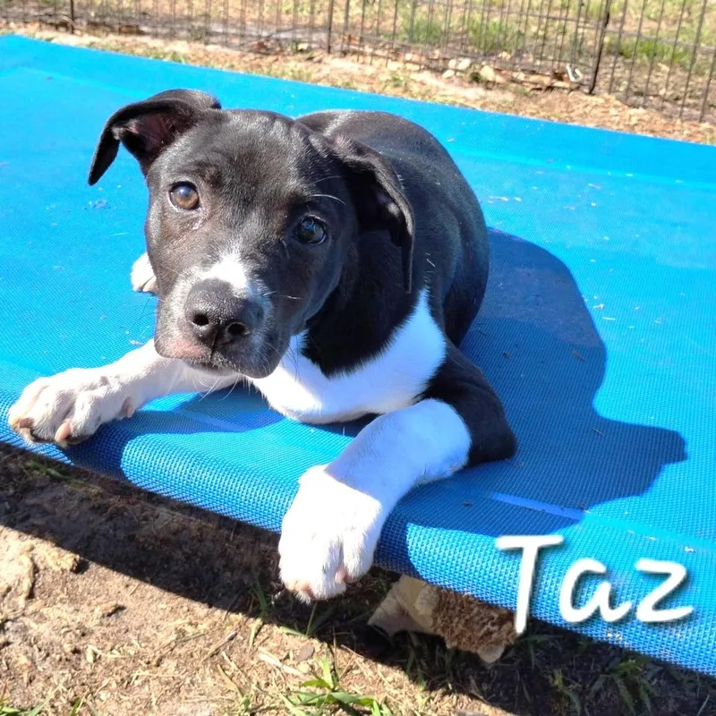 A baby medium-sized male Black Terrier dog named Taz for adoption in Palm Harbor, FL