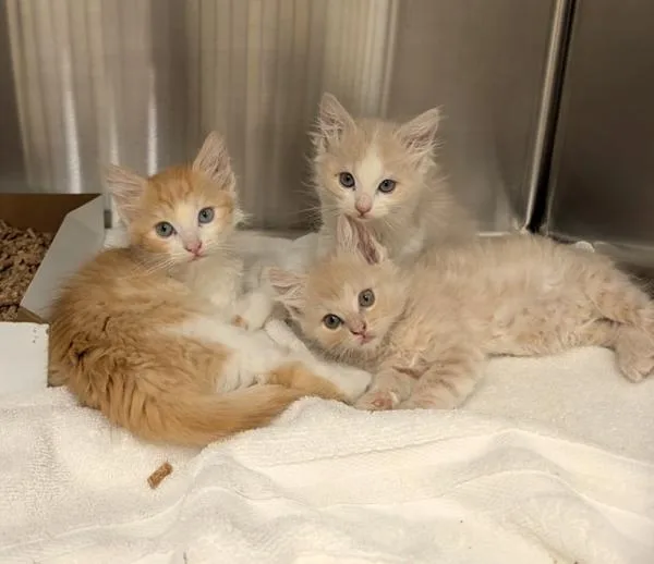 A baby small-sized male Domestic Medium Hair cat named Spectre K Casper for adoption in Sherwood, OR
