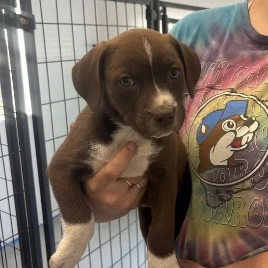 Marshmallow Peep thumbnail 3